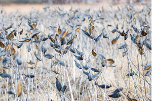 Dried Common Milkweed Seed Pods in, a Nature Photo by Pakosta