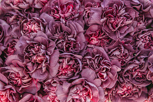 Carnation flower buds background