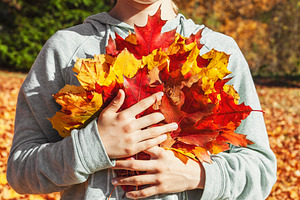 Hands holding pile of maple leaves, a Nature Photo by BOOCYS