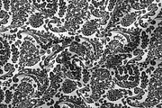 Paisley seamless pattern, a Pattern Graphic by Sonulkaster (Thumbnail 8 of 9)