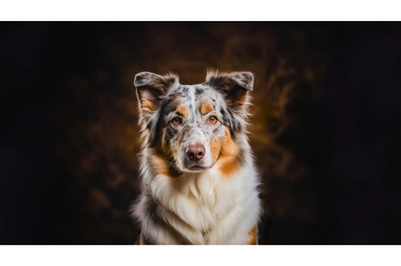 Australian Shepherd Dog portrait on, an Animal Photo by MadPhotos