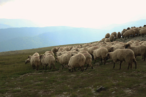 Sheep containing sheep, animals, and nature