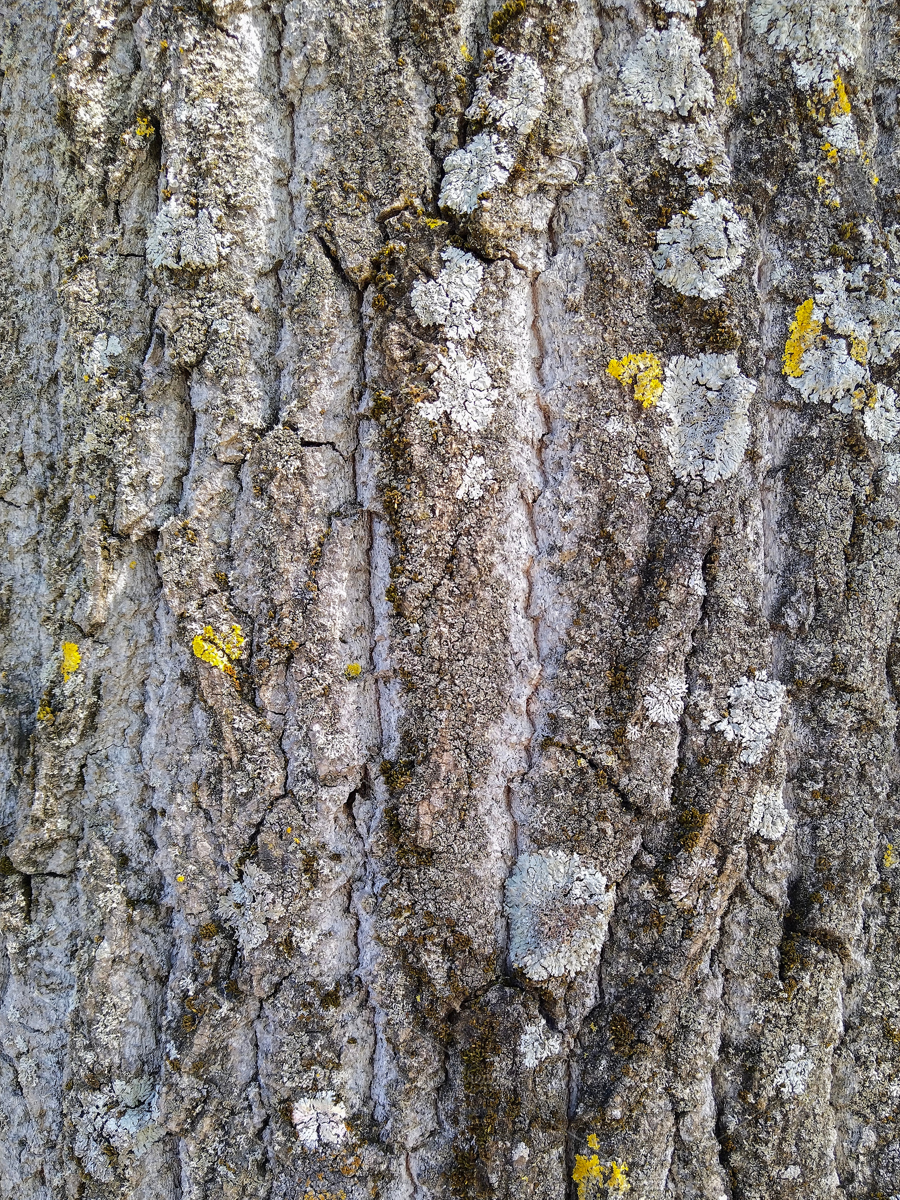 Bark and lichen, a Nature Photo by DanFLCreativo