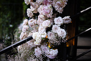 A Garden of Roses | Wedding, Events, a Nature Photo by Farewell (Thumbnail 9 of 41)