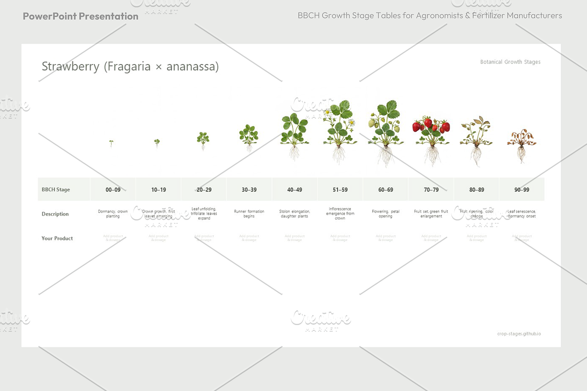 BBCH Growth Stages, Other Crops, a Presentation Template by Ilia Design (Photo 2 of 8)