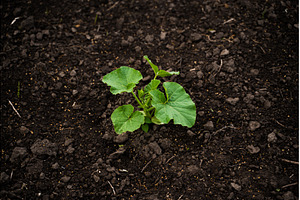 Young green pumpkin plant growing on, a Nature Photo by volodymyrshtun13795