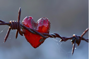 Red heart hanging on barbed wire, an Abstract Photo by Ylivdesign