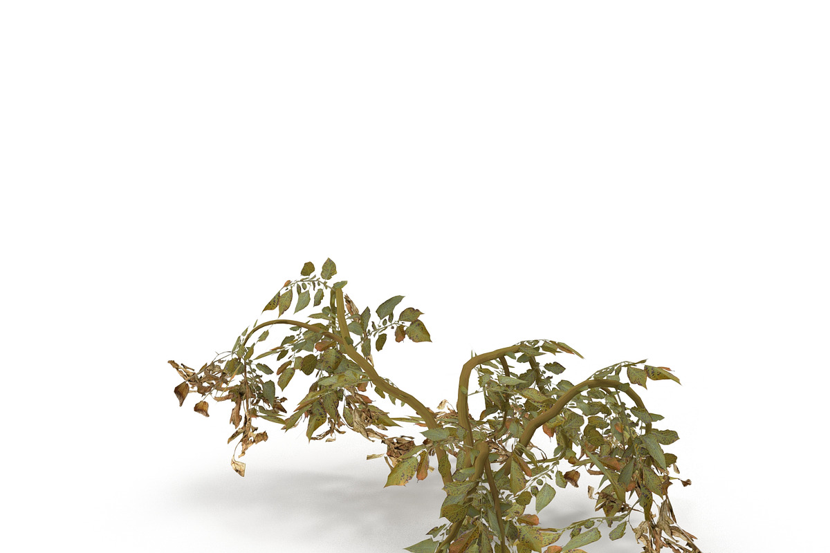 Withered potato tuber 2, an Environmental 3D Model by AndrewWhite (Photo 10 of 10)