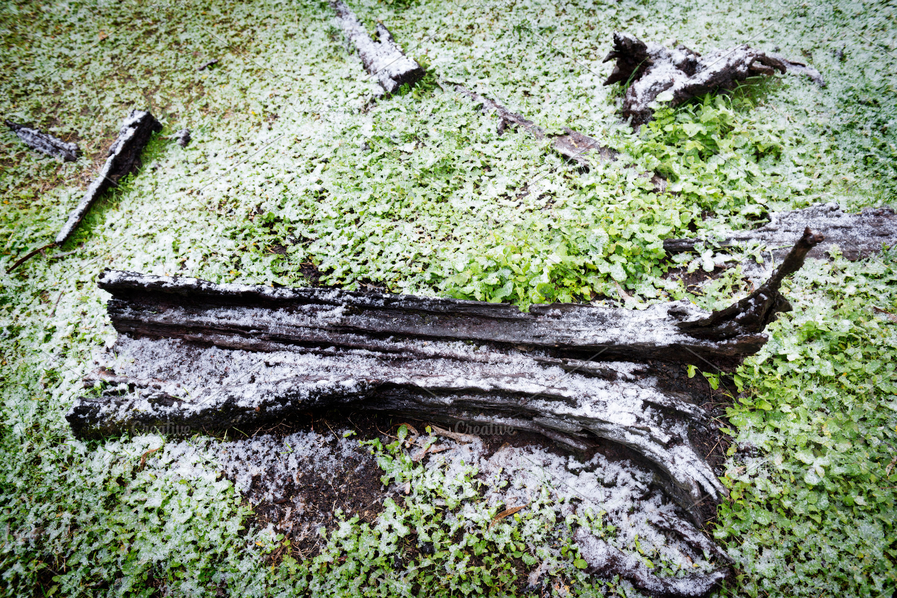Winter Forest, a Nature Photo by THP Creative