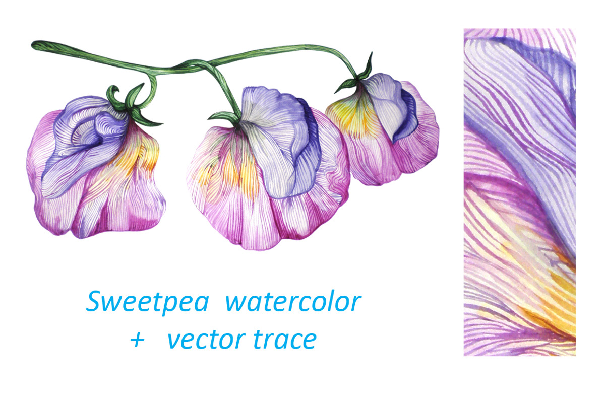 Sweetpea Watercolor Sketch, a Graphic by KsanasK.Art