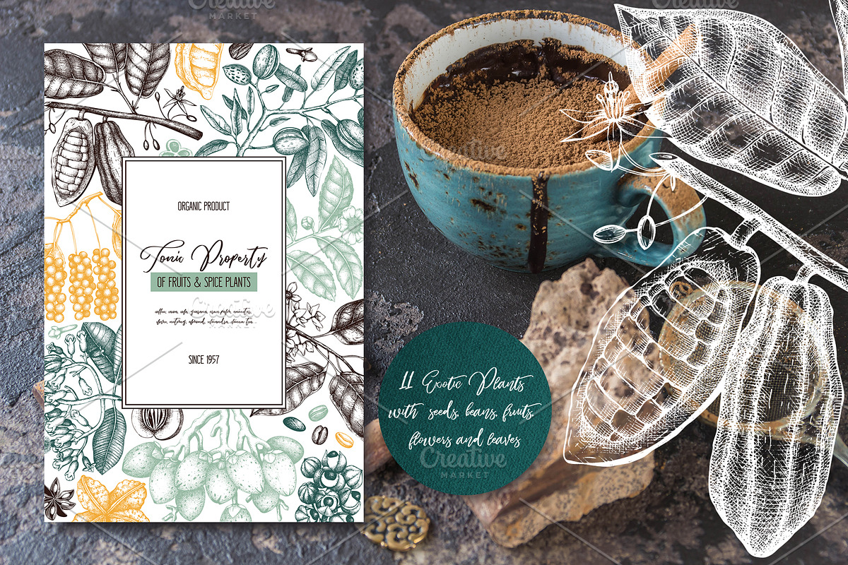 Exotic plant and fruit sketches set, a Food Illustration by Yevheniia (Photo 6 of 11)