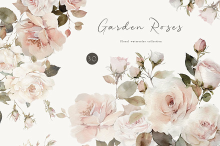 Garden Roses, a Decorative Illustration by heyiamalice
