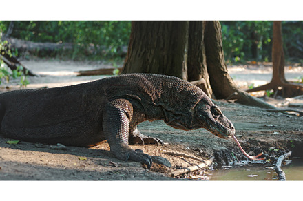 Komodo dragon flicking its forked