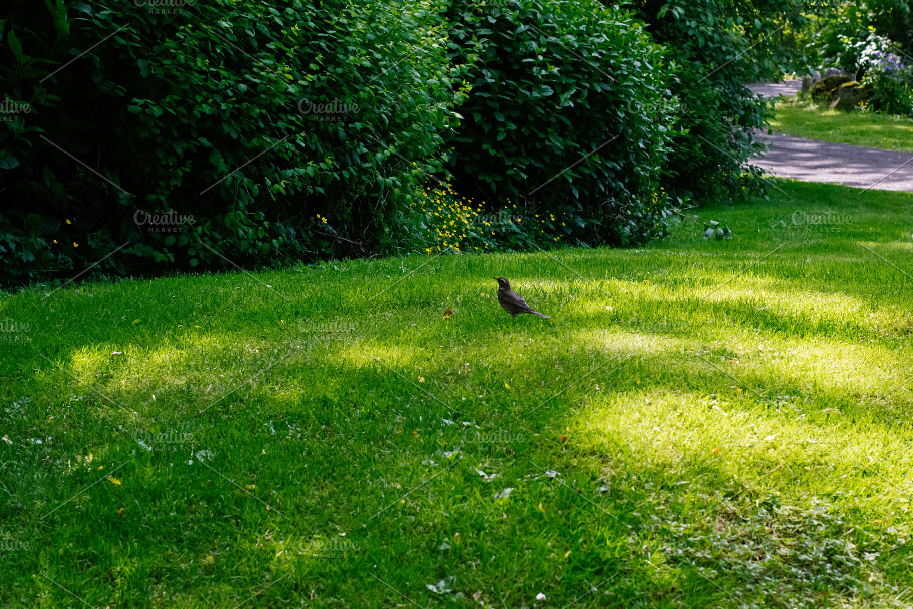 A bird on green grass in Reykjavik, Iceland with a lush backdrop, a Photo by AS photostudio