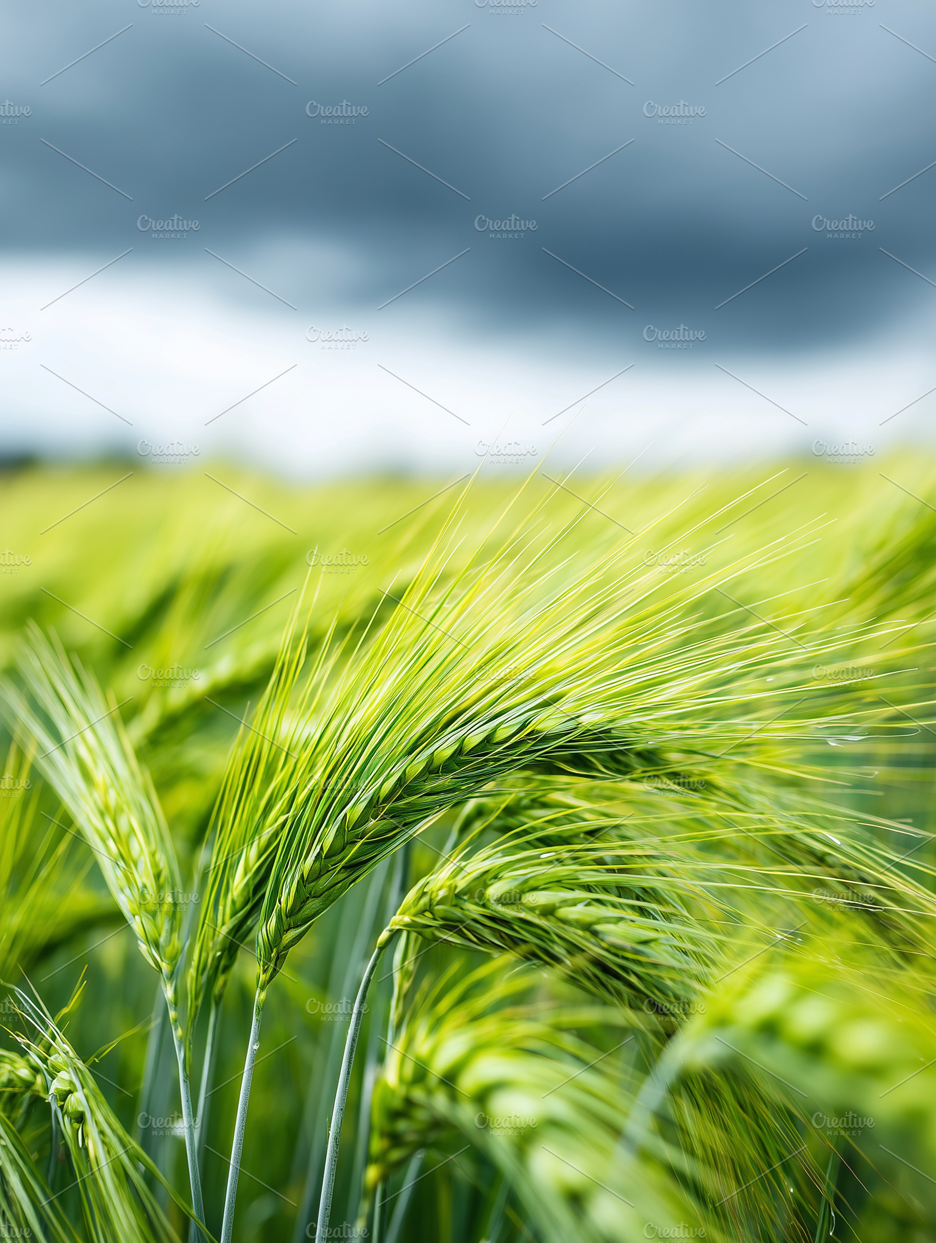 Green barley ears swaying in a field, a Nature Photo by MistyDay