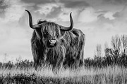 Black and White Lightroom Presets, an Action Add-On by Madison Colt Studios (Thumbnail 5 of 15)