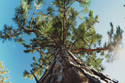 98 Trees view from below, a Nature Photo by Handmadefont (Thumbnail 72 of 98)