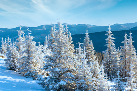 Sunrise and snowy trees on hill, a Nature Photo by YuriyB