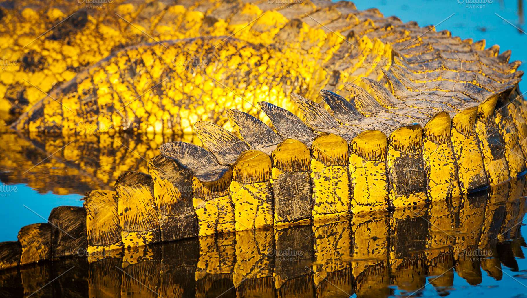 Alligator Scales Detail, an Animal Photo by THP Creative