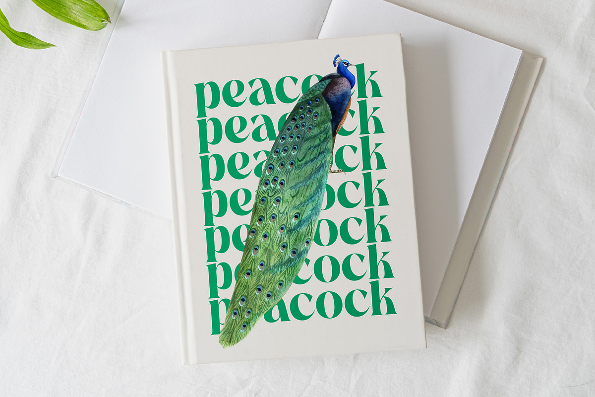 The Bencoy Modern Serif Display, a Serif Font by timelesstype.co (Photo 2 of 20)