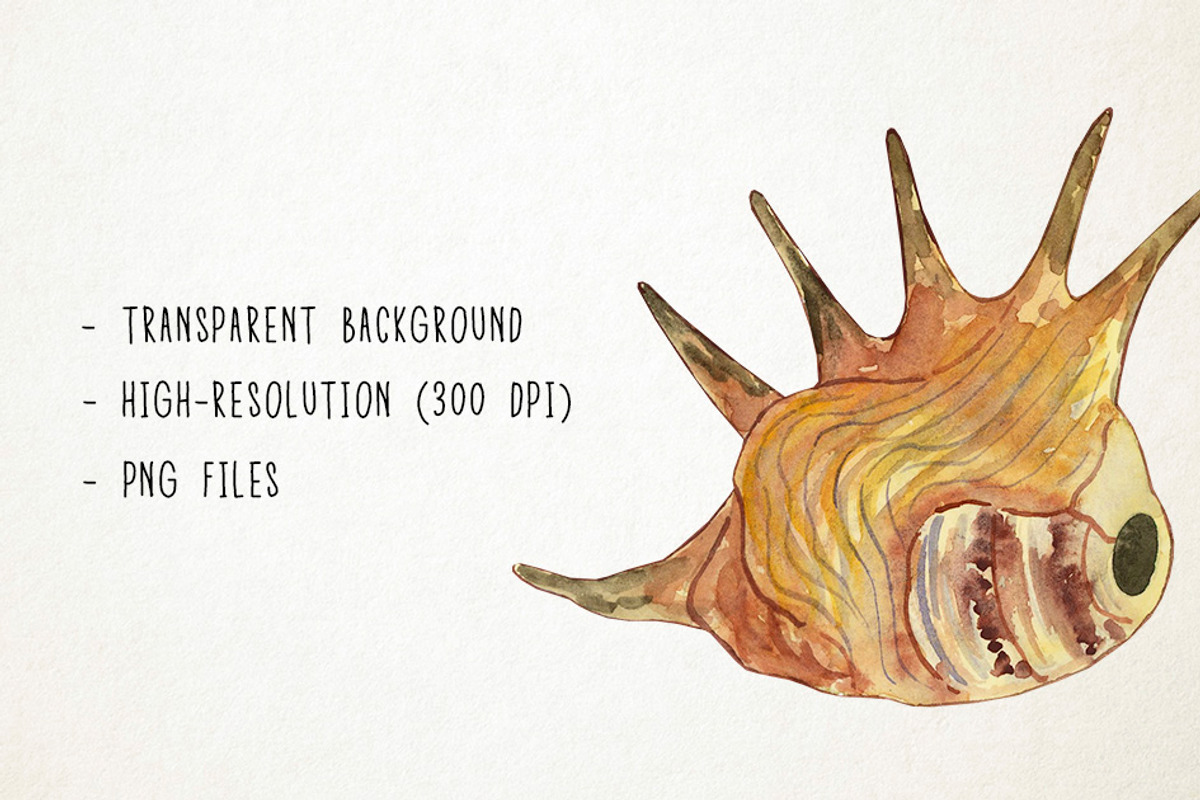 Watercolor Seashells Clipart, Shells, an Object Graphic by Paulaparaula (Photo 3 of 3)