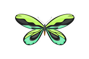 Tropical Butterfly Of Green Colors