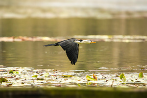 Little Pied Cormorant