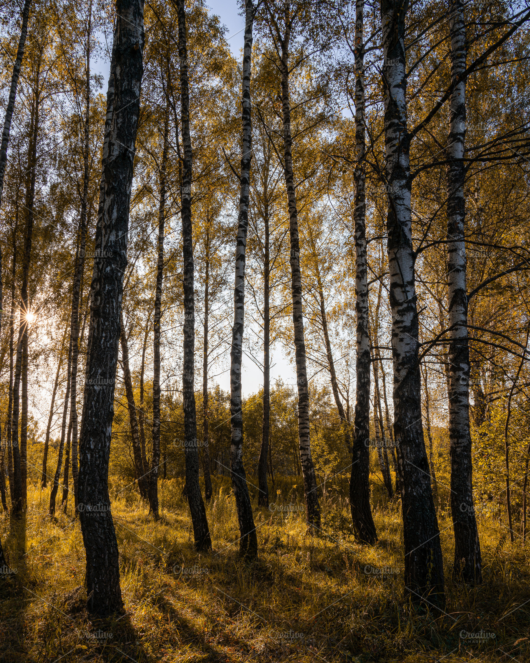 Sun setting through birch tree forest. Golden light illuminating autumn landsca, a Nature Photo by Eugene_Photo