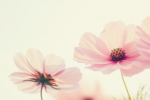 Pastel-colored cosmos flowers overlapping softly, ideal for post, a Photo by Dvoevnore photos