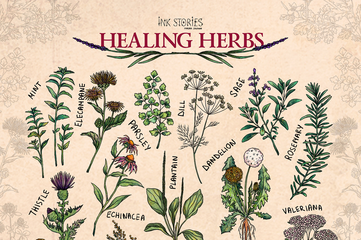 Healing Herbs * Botanical Bundle, a Healthcare Illustration by Ink Stories (Photo 2 of 13)