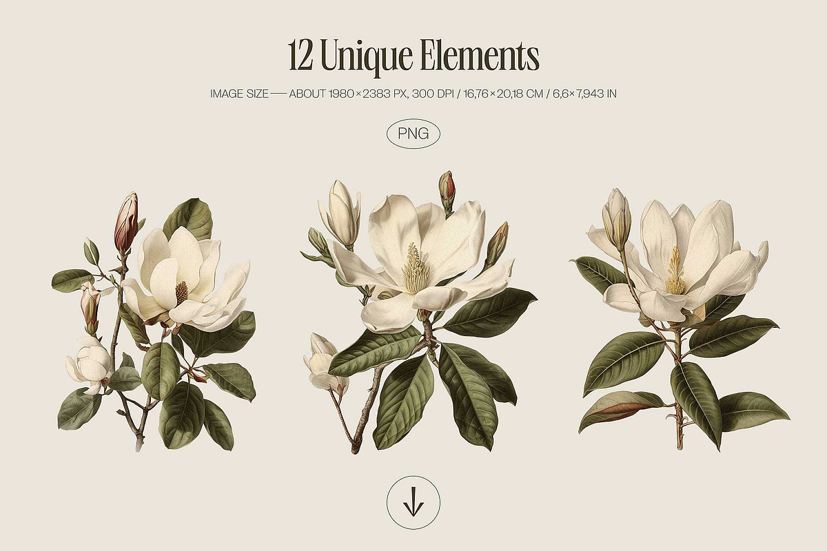 Magnolia - botanical illustrations, a Decorative Illustration by AI Crafted Magnolia (Photo 4 of 11)