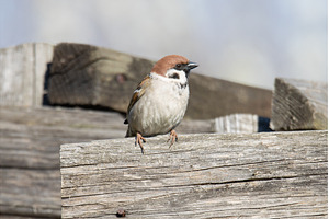 mall Eurasian Tree Sparrow Perched, an Animal Photo by Pakosta