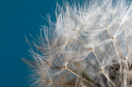 Dandelion stock photo containing dandelion and soft, a Nature Photo by villorejo