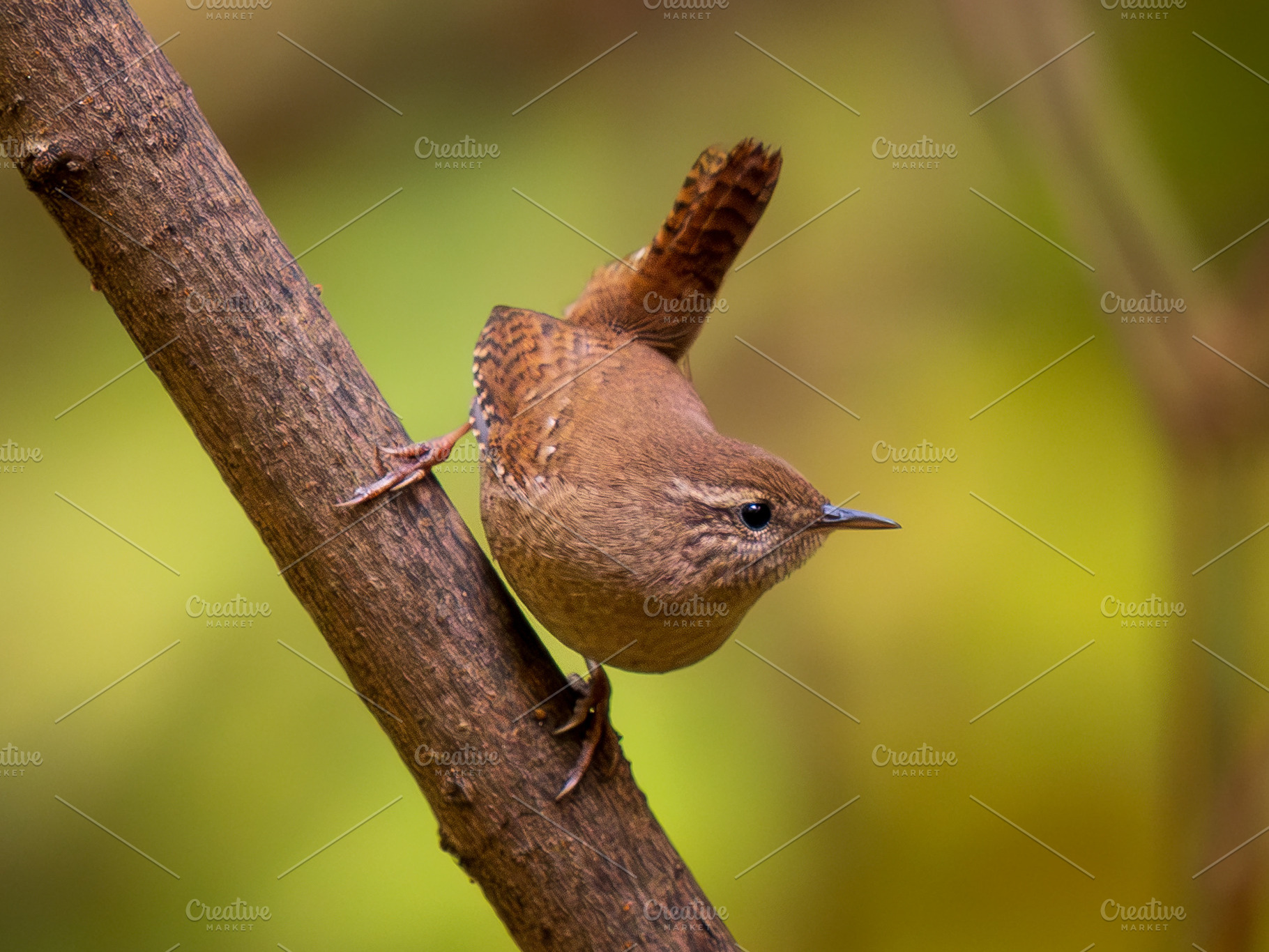 Eurasian Wren with held erect tail, an Animal Photo by Fascinadora