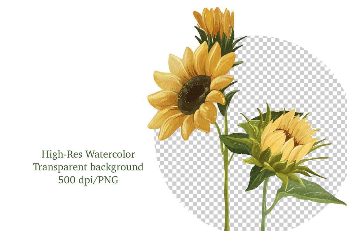 Watercolor Sunflower PNG Clipart, an Object Graphic by ArtGiftsStudio (Photo 5 of 6)