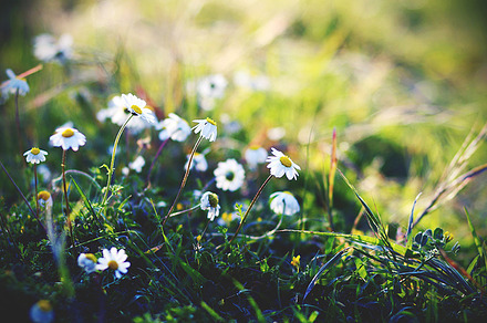 Sunset daisy containing margherite, daisy, and prato, a Nature Photo by Maria Dattola Photography