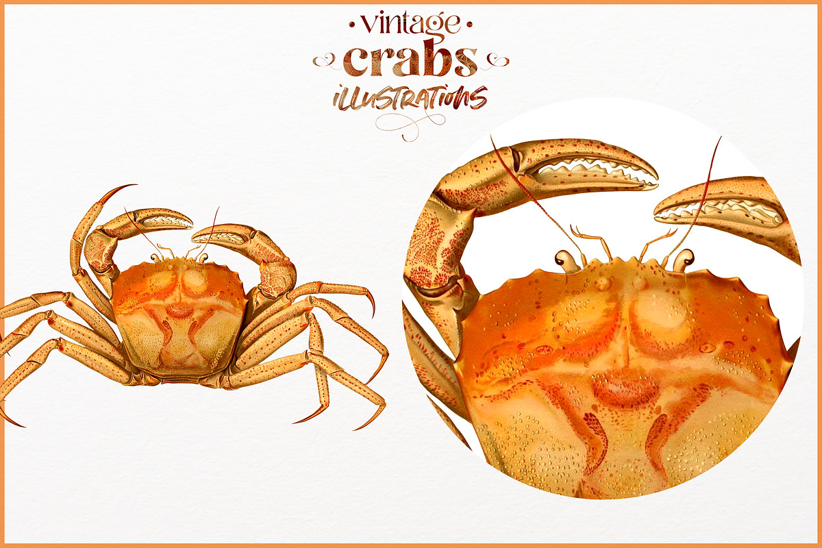 Vintage Crab illustrations, an Animal Illustration by Natalka Dmitrova art (Photo 6 of 12)