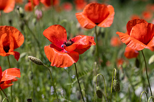 a large number of red poppies in the green grass, a Photo by rsoollAI