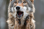 236 surprised animals, an Animal Photo by Handmadefont (Thumbnail 159 of 241)