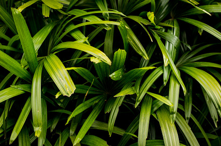 Green tropical leaves background