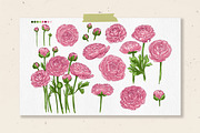 Ranunculus flowers. Buttercup Vector, a Decorative Illustration by irina.vaneeva (Thumbnail 2 of 4)