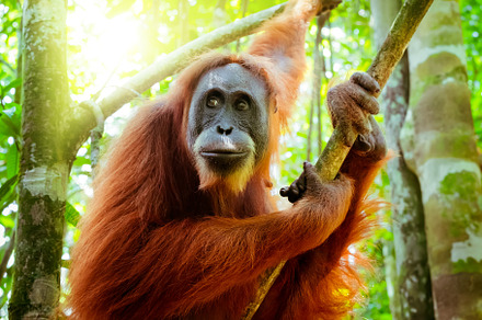 Amazing Orangutan in Forest. Sumatra, an Animal Photo by Perfect Lazybones