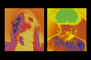 Spectrum Halftone Effect Action, an Action Add-On by bangingjoints (Thumbnail 5 of 8)