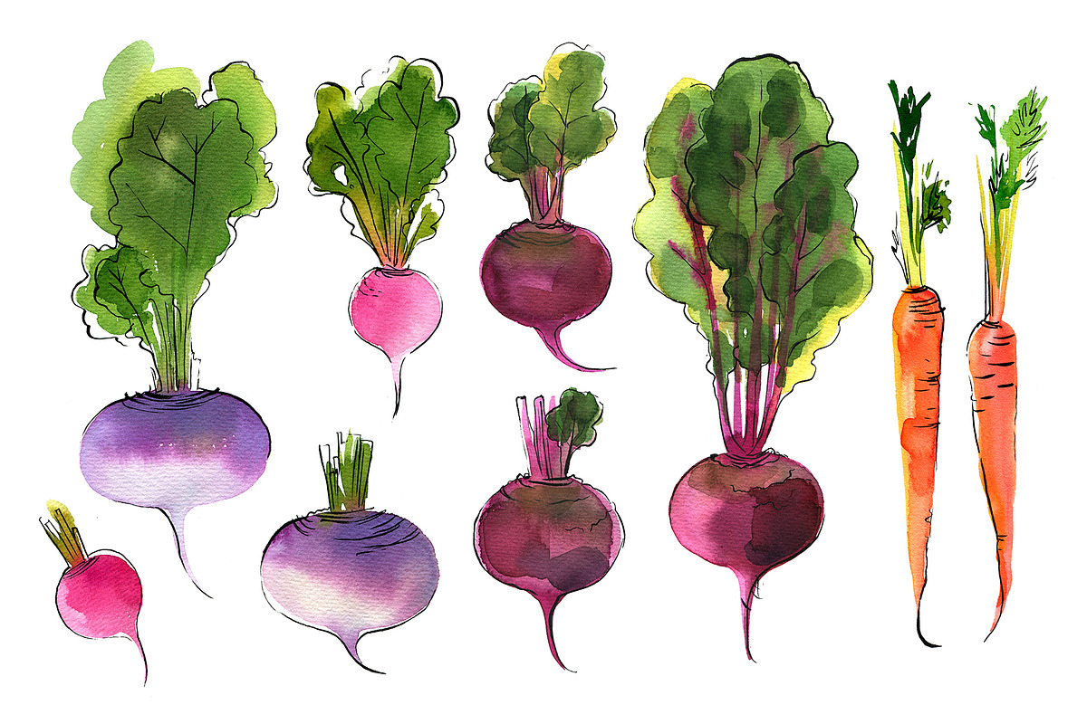 Food watercolor. Vegetables, a Food Illustration by irina.vaneeva (Photo 24 of 25)