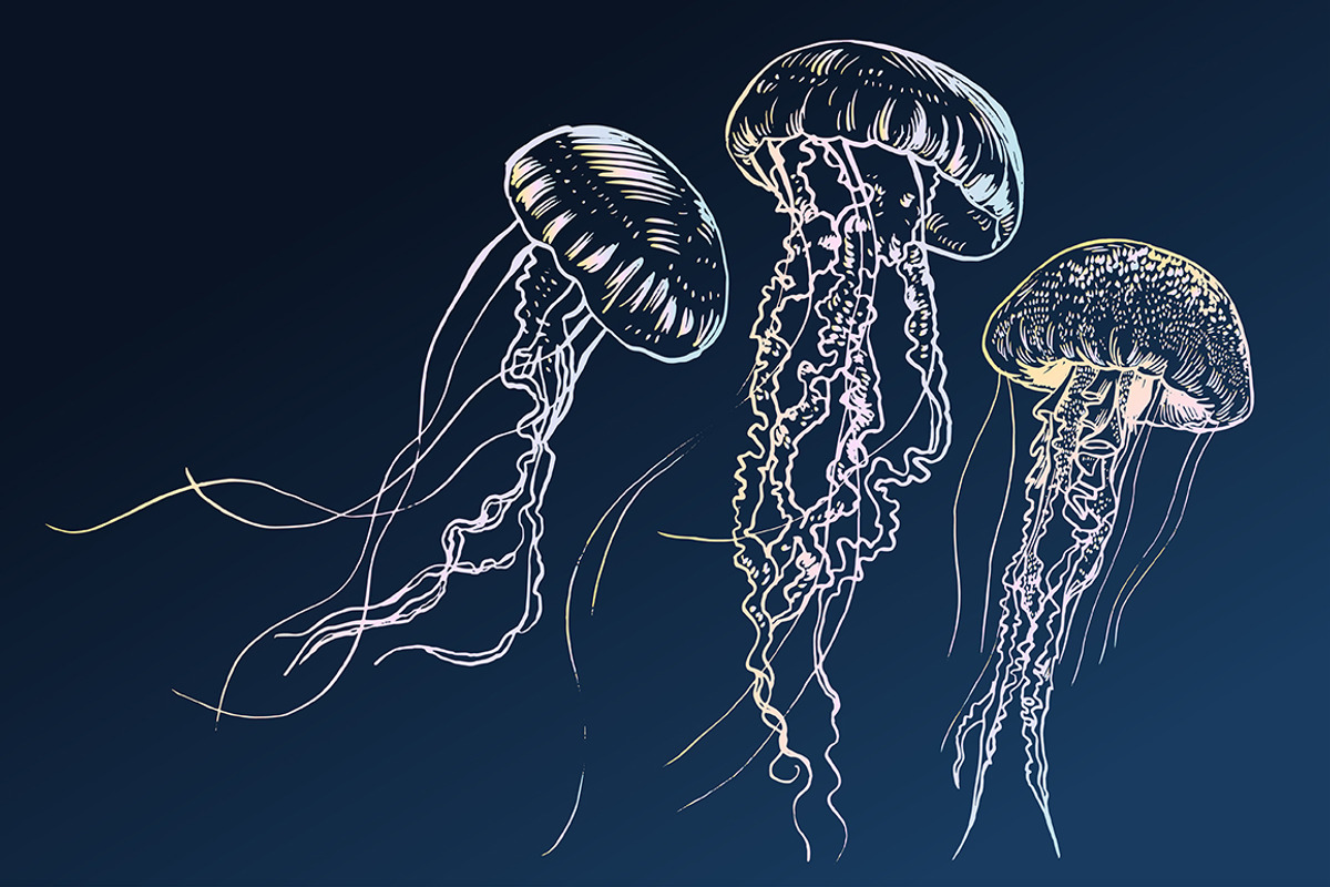JELLYFISH set, an Animal Illustration by Tanya Akhmett (Photo 2 of 6)