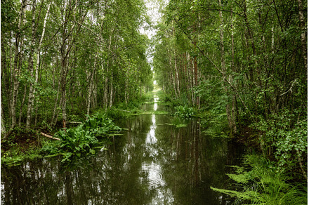 Swamp in the forest, a Nature Photo by Nature and travel
