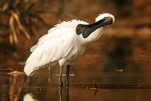 Royal Spoonbill