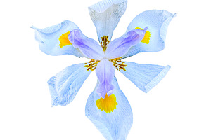 Single iris flower, a Nature Photo by Imaginarium