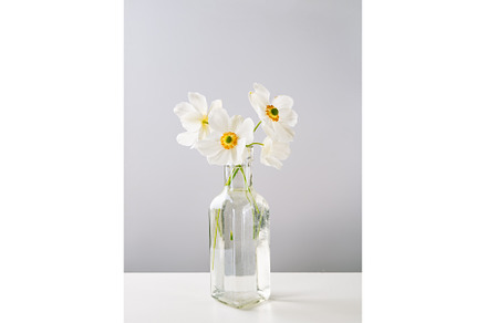 Gentle white anemone flowers in, a Nature Photo by Yummypic