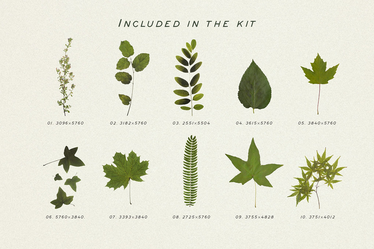BUNDLE - Dry Flowers & Leaves, an Object Graphic by Sparrow & Snow (Photo 27 of 28)